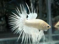 What are the foods for betta fish?