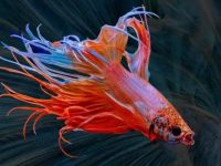 how long can a betta fish live?