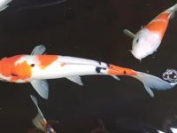 koi fish symbolization