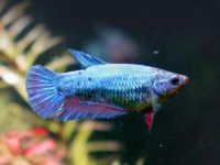 types of betta fish