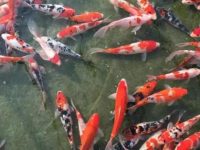 what do koi fish eat?