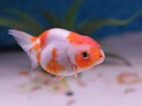 What do goldfish eat?