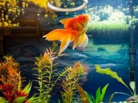 How to Feed Goldfish Correctly?
