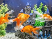 The Arrangement of Goldfish Feeding Time