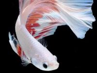 Betta fish colors and breeds