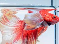 Tips for raising betta fish with other pet fish