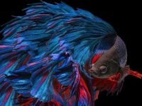 Food Choices for Betta Fish