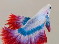 Betta fish feeding tips
