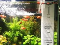 How to choose and arrange a betta fish aquarium?