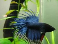 Daily Care of Betta Fish