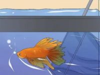 Disease Prevention for Betta Fish