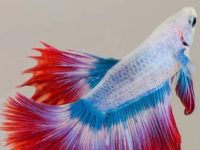 Misconceptions about Betta fish breeding