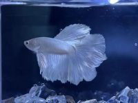 How to Choose a Healthy Betta Fish?