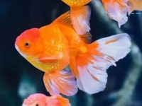 What are the foods for goldfish?