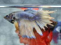 How long is the life span of a betta fish?