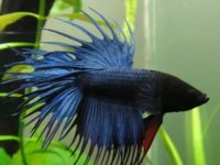 What is the appropriate water temperature for betta fish?