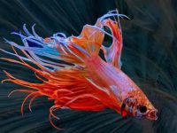 how long can a betta fish survive without food?