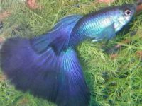 how long do guppies live?