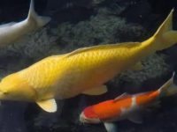 how long can koi fish live?