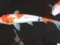 what do koi fish symbolize?