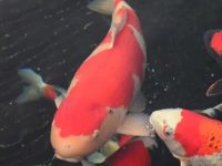 How long does a koi fish live?