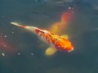 What does koi represent?