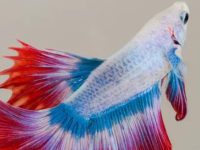 What fish can be kept with betta fish?