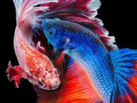 Betta fish breeding methods and precautions