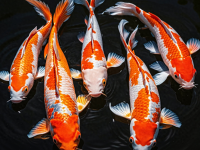 The history and symbolism of koi fish,what makes koi fish special?