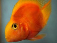 How many years does a guppy usually live?