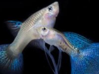 What is the suitable water temperature for guppies?