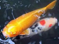 What do koi eat?