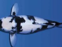 What are the types of koi?