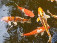 Koi breeding water temperature
