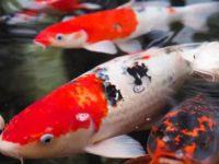 Koi breeding methods and techniques