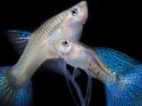 How to raise guppies?