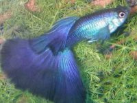 The best species of guppies to keep