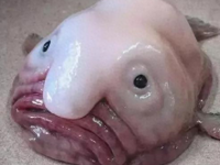 The world's saddest fish that dies immediately when out of water - the blobfish