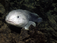 Pictures of the blobfish in water,What does the blobfish look like in the water?