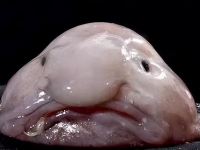 What is a blob fish?ugly fish blobfish