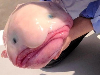 Some blob fish facts,blob fish in natural habitat
