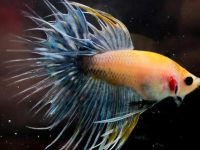 How to raise guppies?