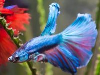 What types of guppies are there?