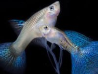 What is the appropriate water temperature for guppies?