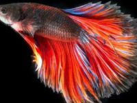 Where do betta fish come from?