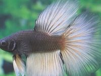 Tail rot disease in betta fish