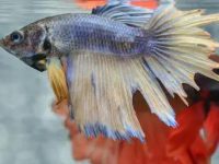 What are the suitable plants for betta fish?