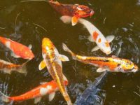 What is the appropriate water temperature for koi breeding?