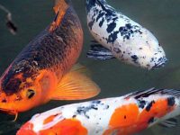How much is koi breeding density?