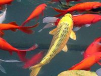 How to raise koi fish to grow fast?